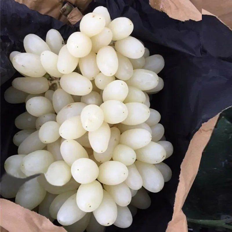 新品种马奶提子无核奶油葡萄白葡萄苗南方北方种植当年结果