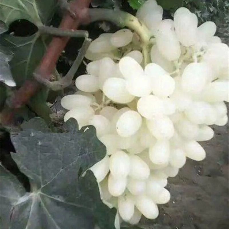 新品种马奶提子无核奶油葡萄白葡萄苗南方北方种植当年结果