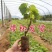 新品种马奶提子无核奶油葡萄白葡萄苗南方北方种植当年结果