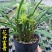 兰花春兰花开富贵浓香奇花大朵按苗算基地批发