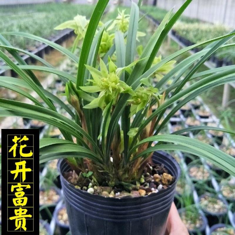 兰花春兰花开富贵浓香奇花大朵按苗算基地批发