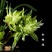 兰花春兰余蝴蝶老八种浓香奇花一盆5苗批发