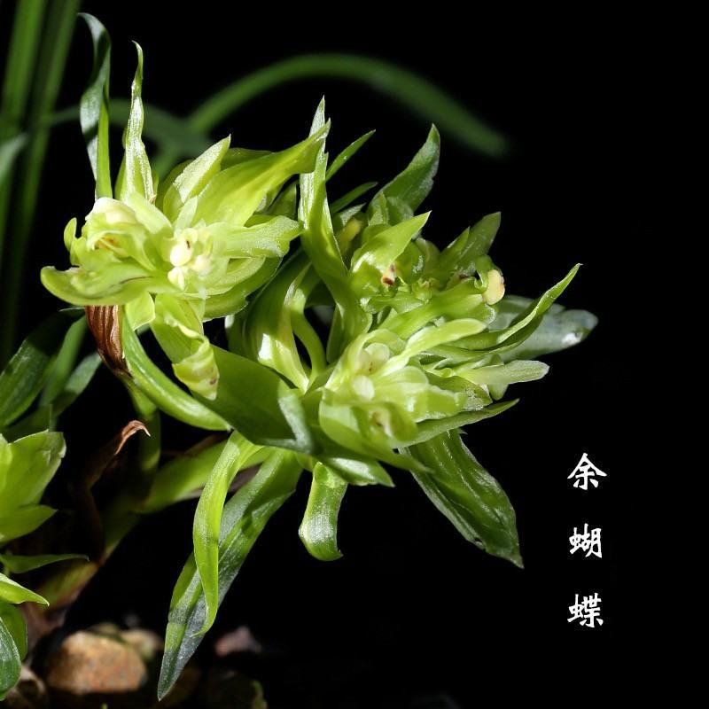 兰花春兰余蝴蝶老八种浓香奇花一盆5苗批发