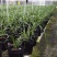 兰花春兰余蝴蝶老八种浓香奇花一盆5苗批发
