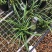 兰花春兰余蝴蝶老八种浓香奇花一盆5苗批发