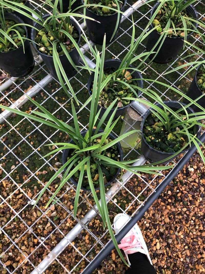 兰花春兰余蝴蝶老八种浓香奇花一盆5苗批发