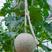 科乐翡翠甜瓜种子绿肉南北方四季播种甜瓜哈密瓜种籽大田水果
