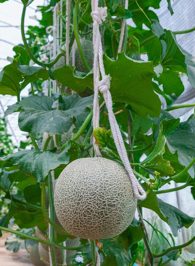 科乐翡翠甜瓜种子绿肉南北方四季播种甜瓜哈密瓜种籽大田水果