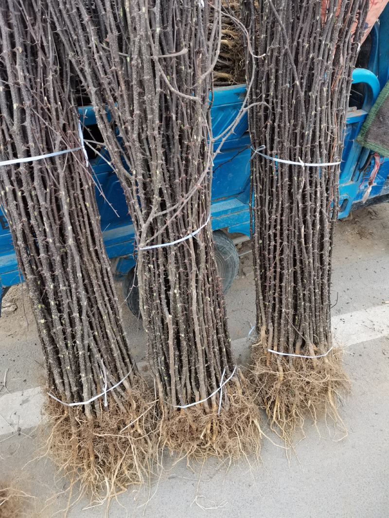 花椒苗无刺花椒苗，花椒苗无刺，花椒嫁接苗，花椒品种大红袍