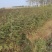 花椒苗无刺花椒苗，花椒苗无刺，花椒嫁接苗，花椒品种大红袍