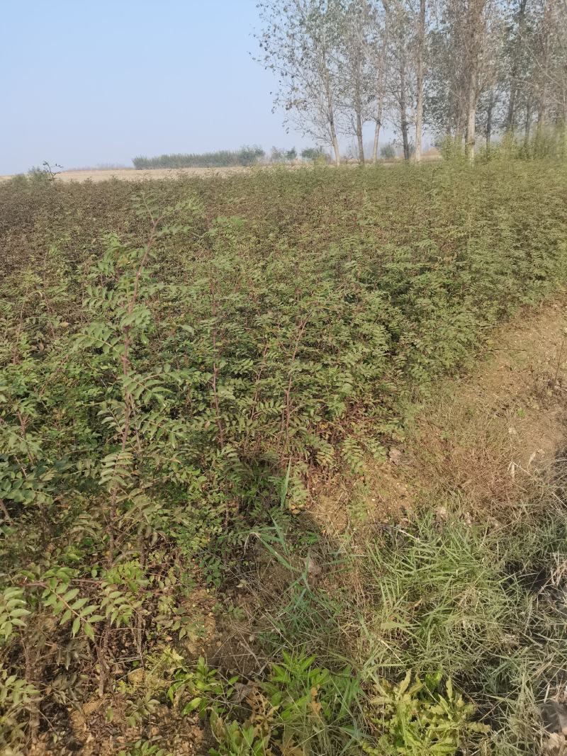 花椒苗无刺花椒苗，花椒苗无刺，花椒嫁接苗，花椒品种大红袍