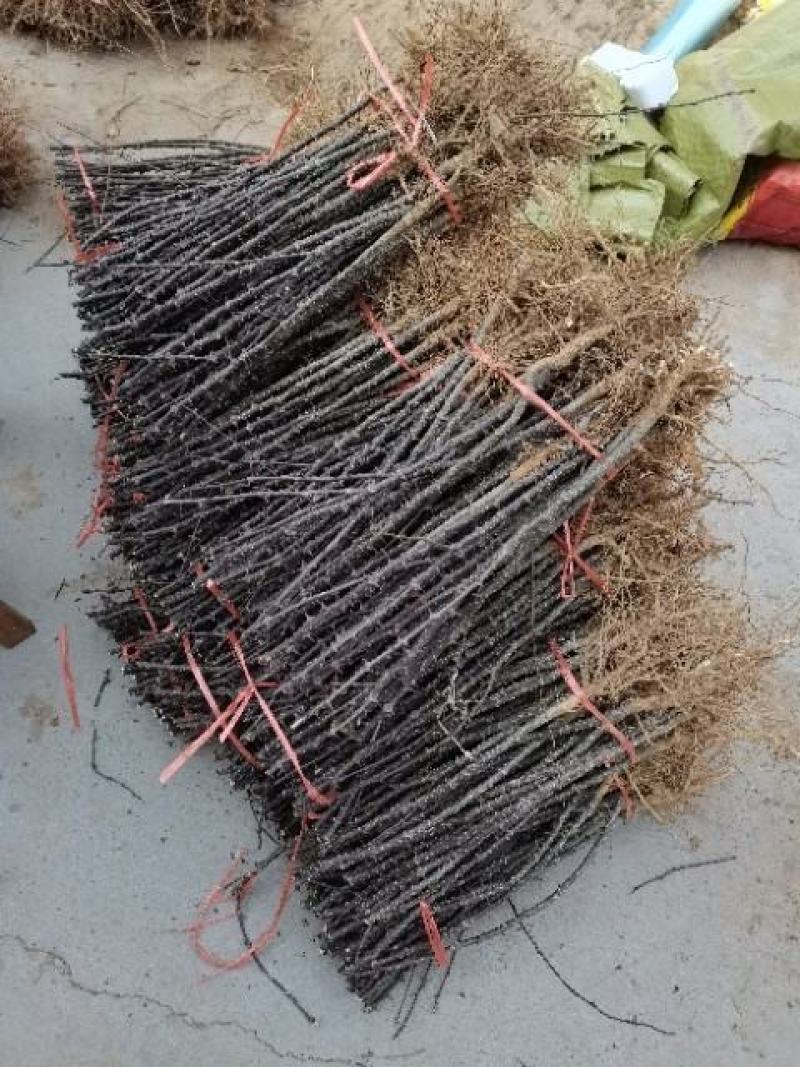 花椒苗无刺花椒苗，花椒苗无刺，花椒嫁接苗，花椒品种大红袍