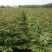 花椒苗无刺花椒苗，花椒苗无刺，花椒嫁接苗，花椒品种大红袍