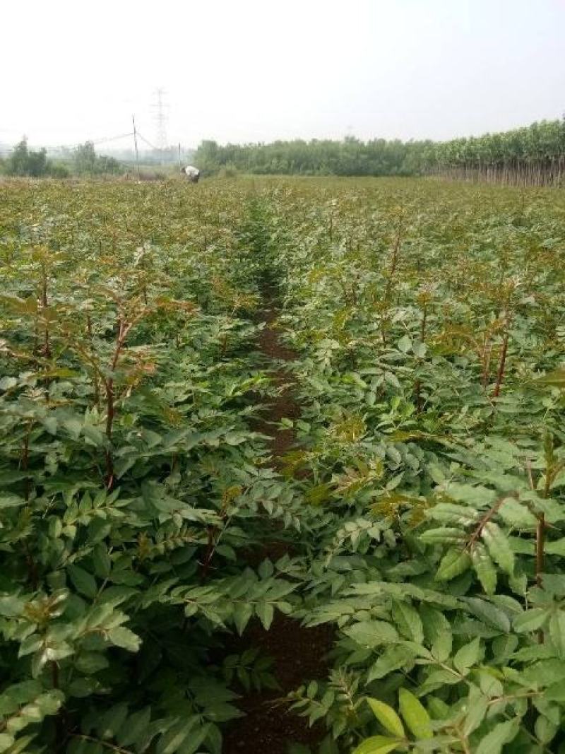 花椒苗无刺花椒苗，花椒苗无刺，花椒嫁接苗，花椒品种大红袍