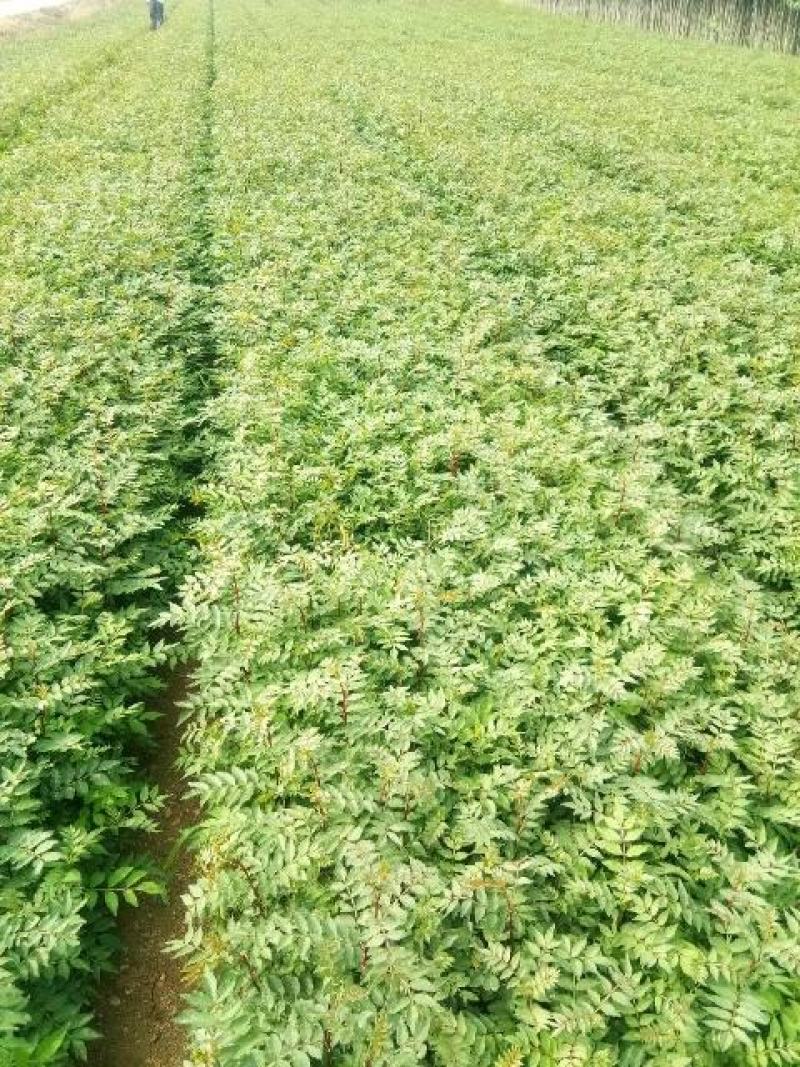 花椒苗无刺花椒苗，花椒苗无刺，花椒嫁接苗，花椒品种大红袍