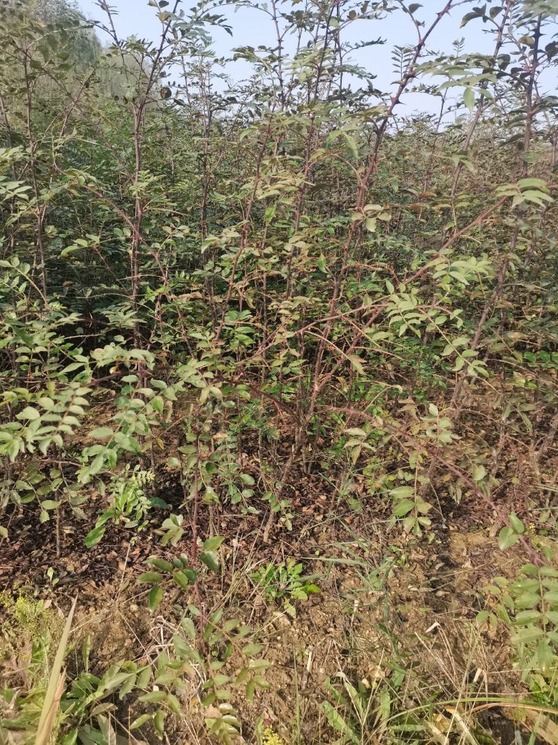 花椒苗无刺花椒苗，花椒苗无刺，花椒嫁接苗，花椒品种大红袍