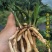 兰花春兰矮种袖珍花卉一盆2苗连体欢迎批发