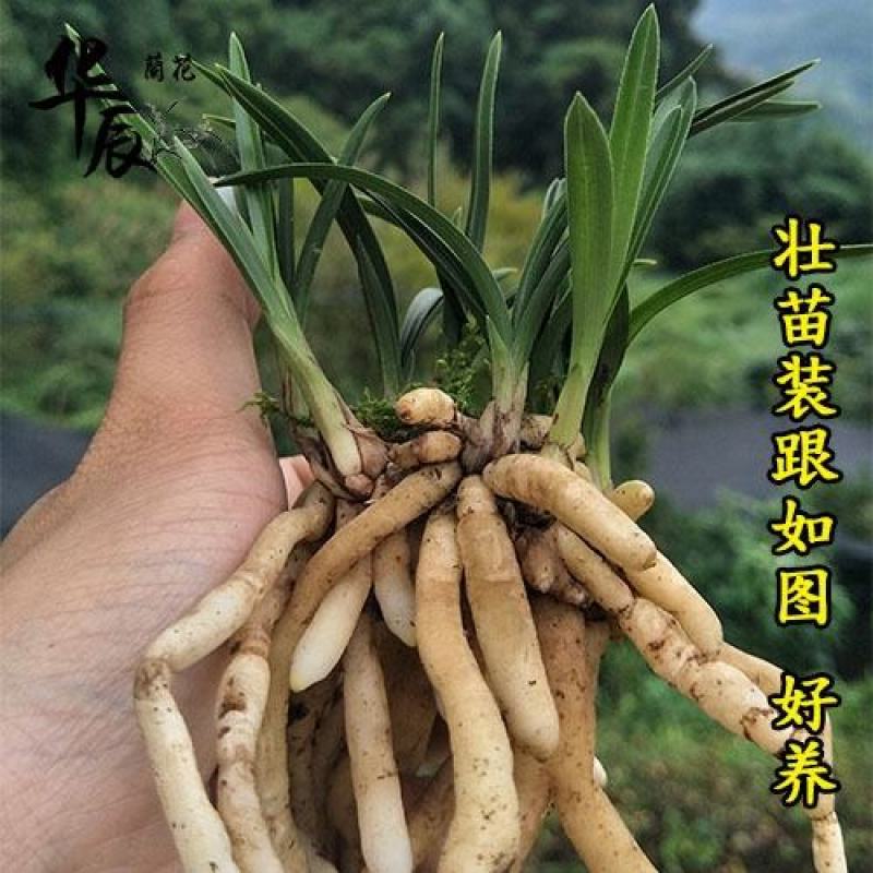 兰花春兰矮种袖珍花卉一盆2苗连体欢迎批发