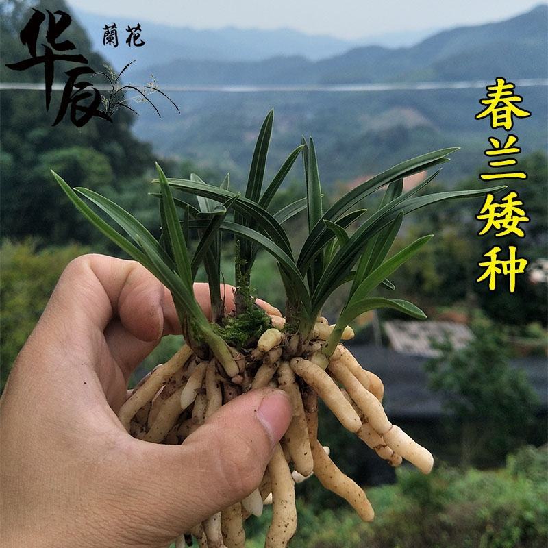 兰花春兰矮种袖珍花卉一盆2苗连体欢迎批发