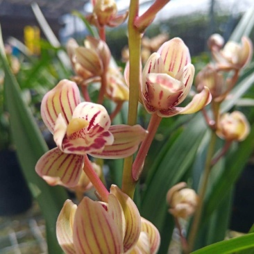 兰花建兰金荷好养浓香荷瓣名品1盆5苗批发