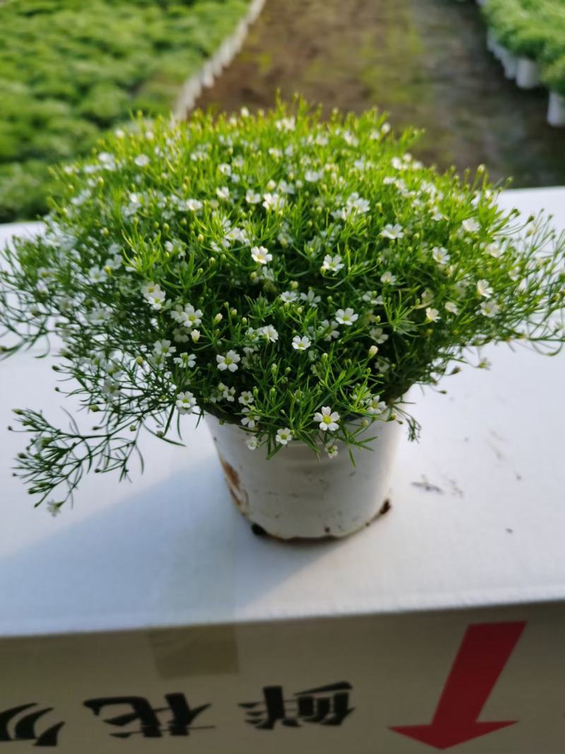 婚纱满天星专注栽培10年，样像好，成活高，原产地一手货源