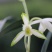 兰花建兰青山玉泉浓香花卉一盆5苗欢迎批发