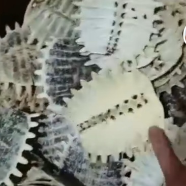 甲鱼壳