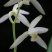 兰花建兰青山玉泉浓香花卉一盆5苗欢迎批发