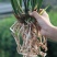 兰花建兰青山玉泉浓香花卉一盆5苗欢迎批发