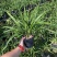 兰花建兰青山玉泉浓香花卉一盆5苗欢迎批发