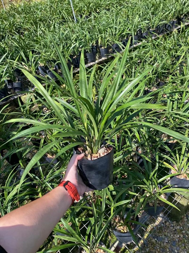 兰花建兰青山玉泉浓香花卉一盆5苗欢迎批发