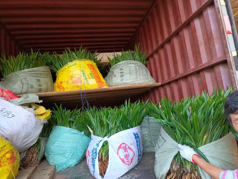 兰花建兰青山玉泉浓香花卉一盆5苗欢迎批发