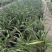 兰花建兰青山玉泉浓香花卉一盆5苗欢迎批发