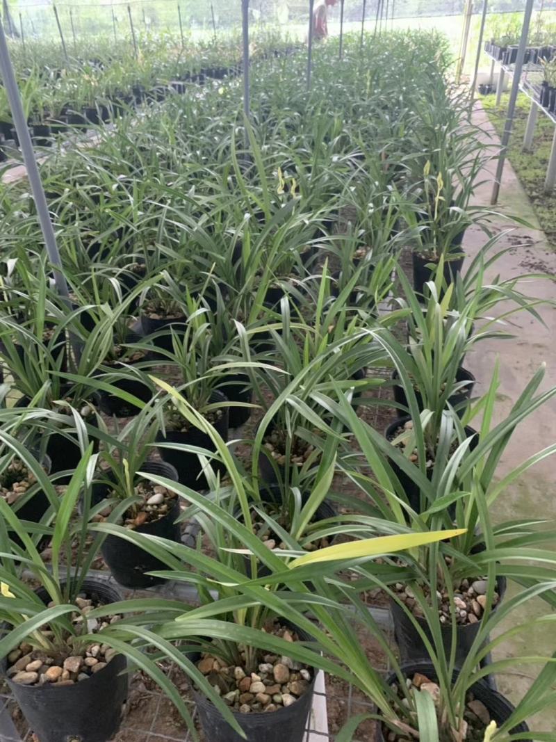 兰花建兰青山玉泉浓香花卉一盆5苗欢迎批发