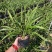 兰花建兰青山玉泉浓香花卉一盆5苗欢迎批发
