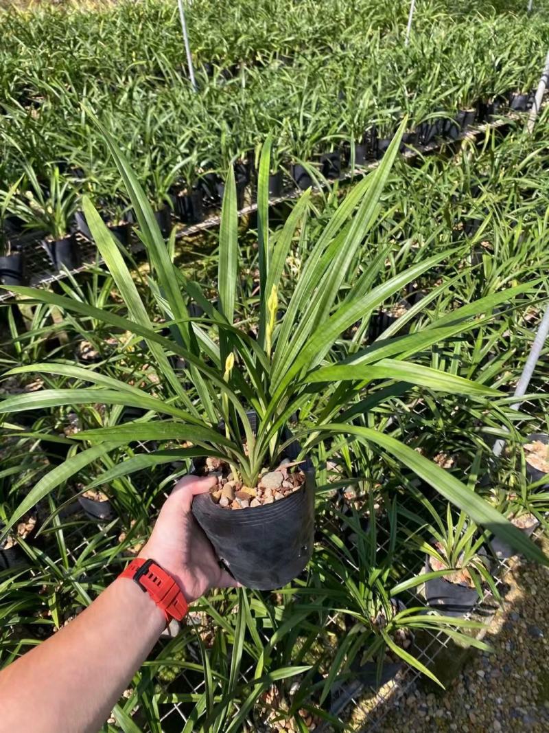 兰花建兰青山玉泉浓香花卉一盆5苗欢迎批发