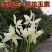 兰花莲瓣兰碧龙玉素雪白素心花卉1组2苗连体批发