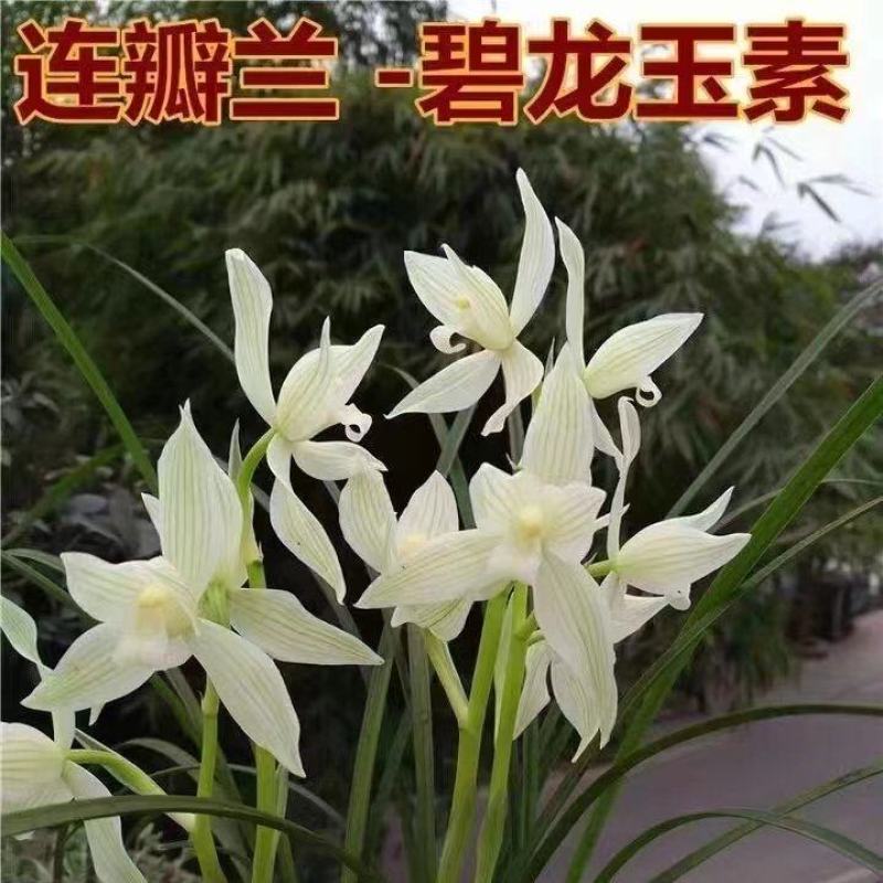兰花莲瓣兰碧龙玉素雪白素心花卉1组2苗连体批发
