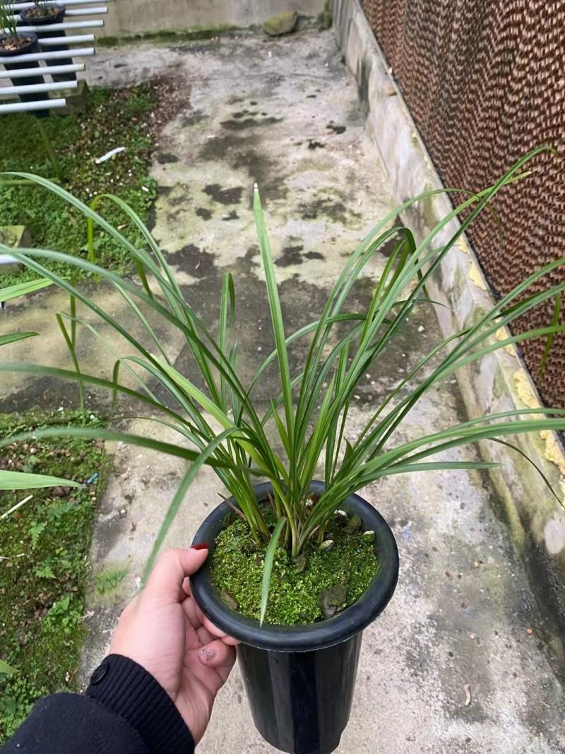 兰花莲瓣兰碧龙玉素雪白素心花卉1组2苗连体批发