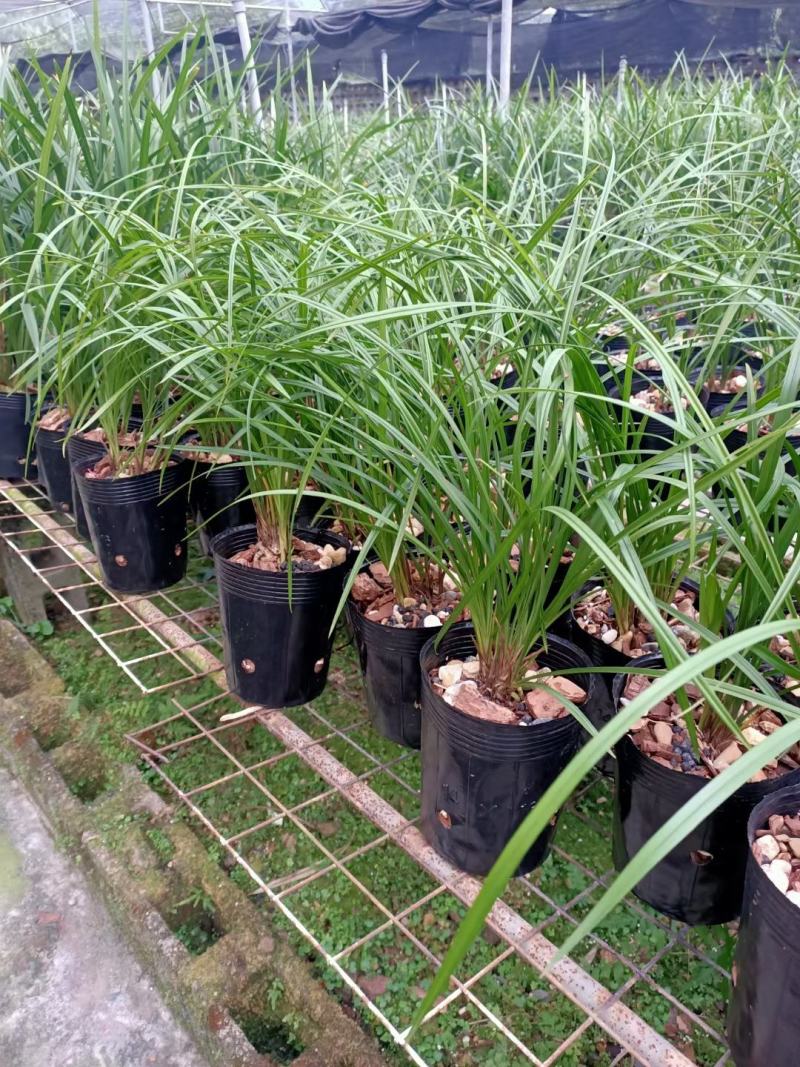 兰花莲瓣兰碧龙玉素雪白素心花卉1组2苗连体批发