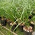 兰花莲瓣兰碧龙玉素雪白素心花卉1组2苗连体批发