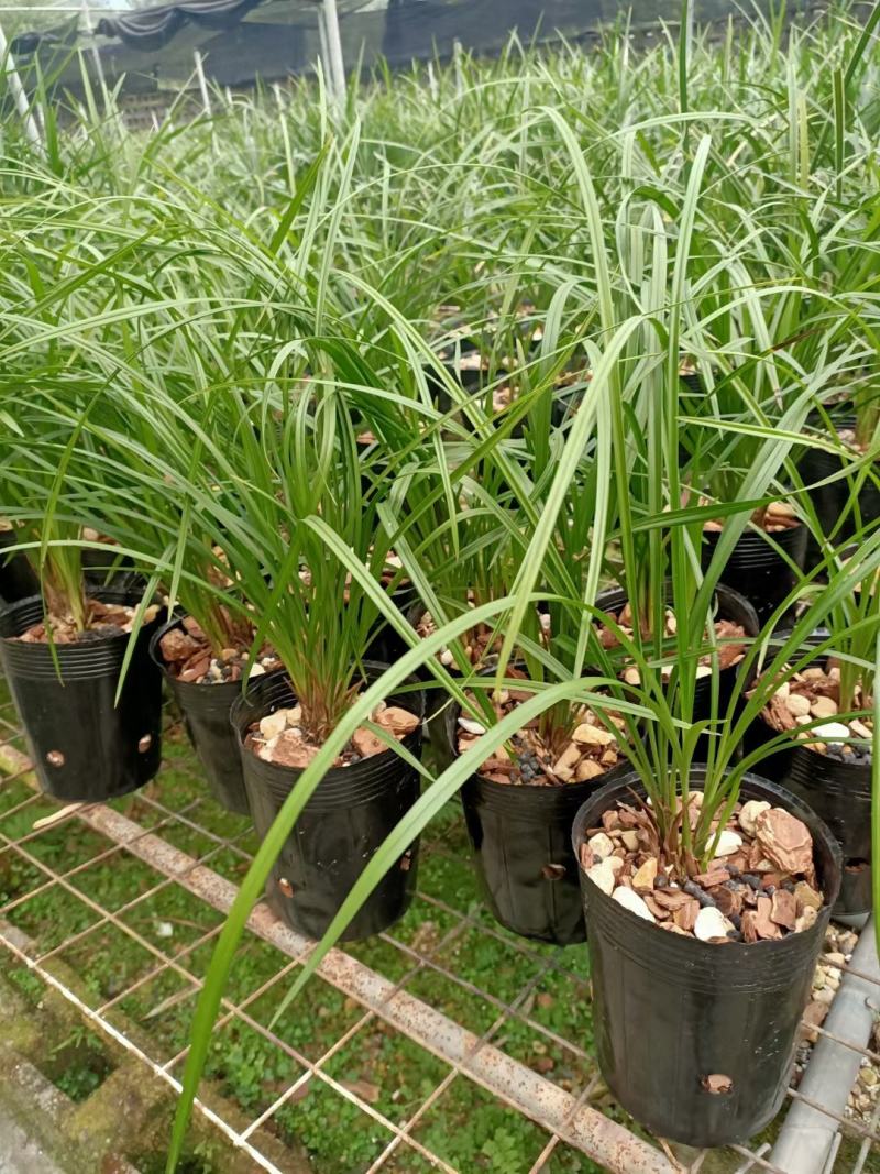 兰花莲瓣兰碧龙玉素雪白素心花卉1组2苗连体批发