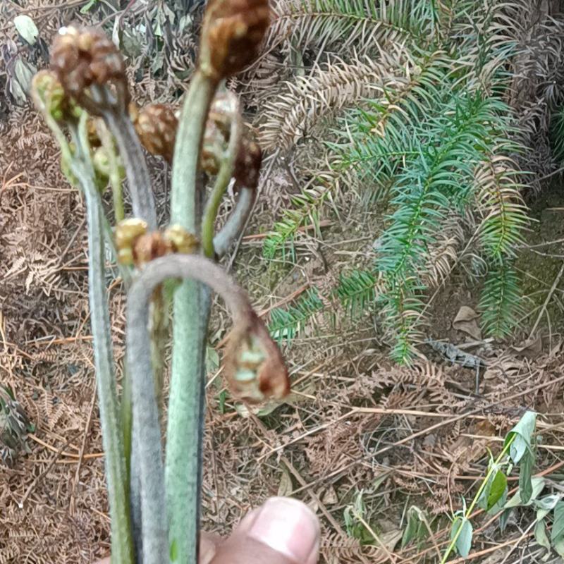 纯野生