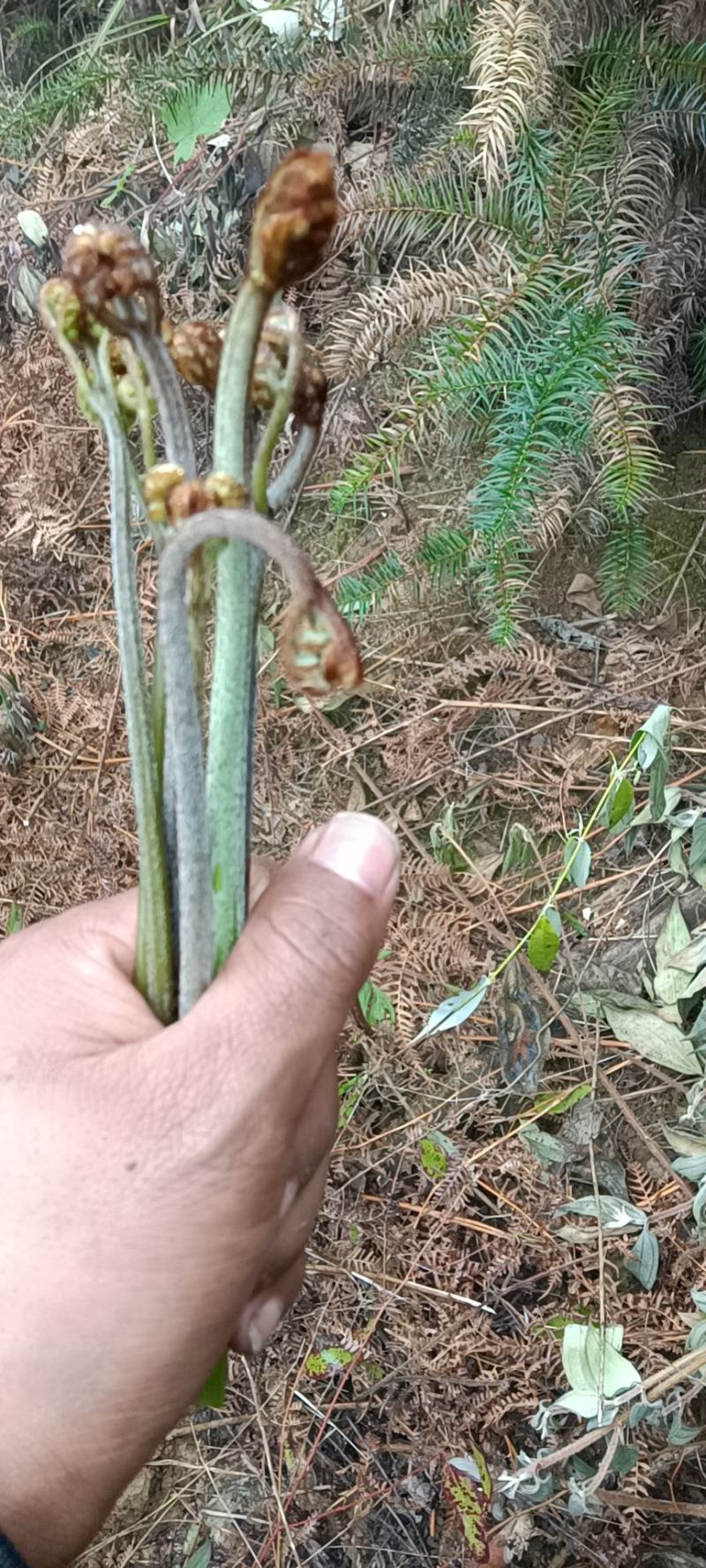 纯野生