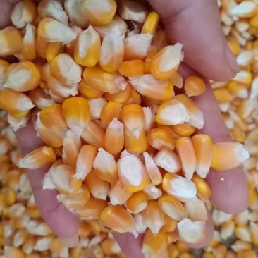 干玉米玉米颗粒干包谷