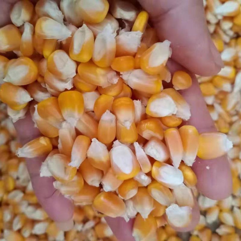 干玉米玉米颗粒干包谷