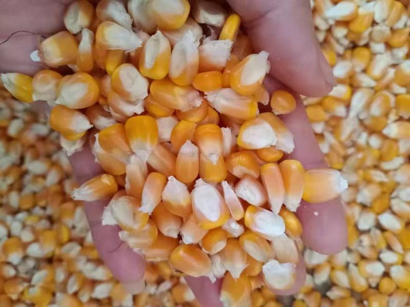 干玉米玉米颗粒干包谷
