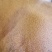 干玉米玉米颗粒干包谷