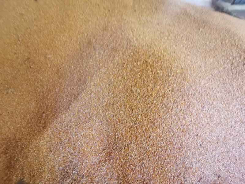 干玉米玉米颗粒干包谷