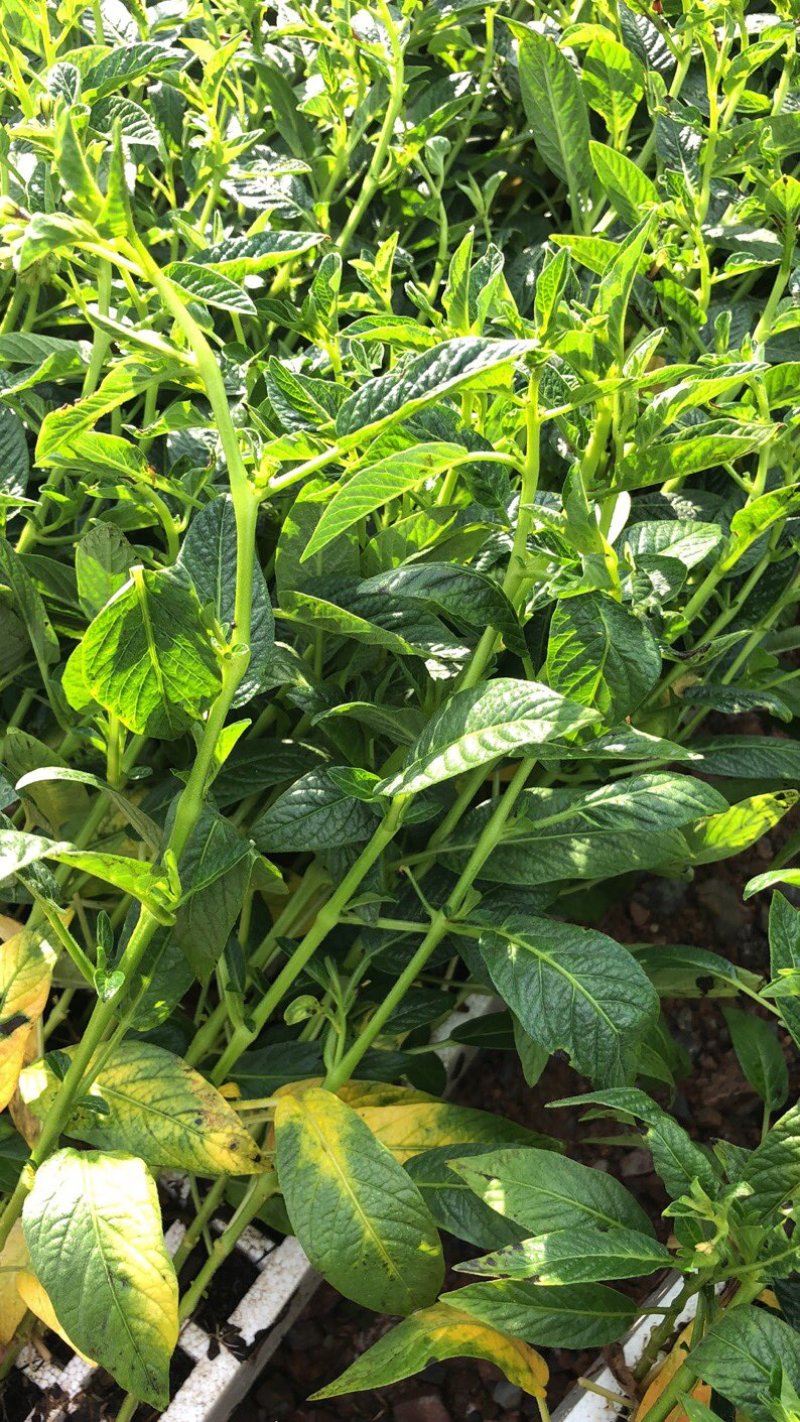 出售大量人参果二代脱毒苗